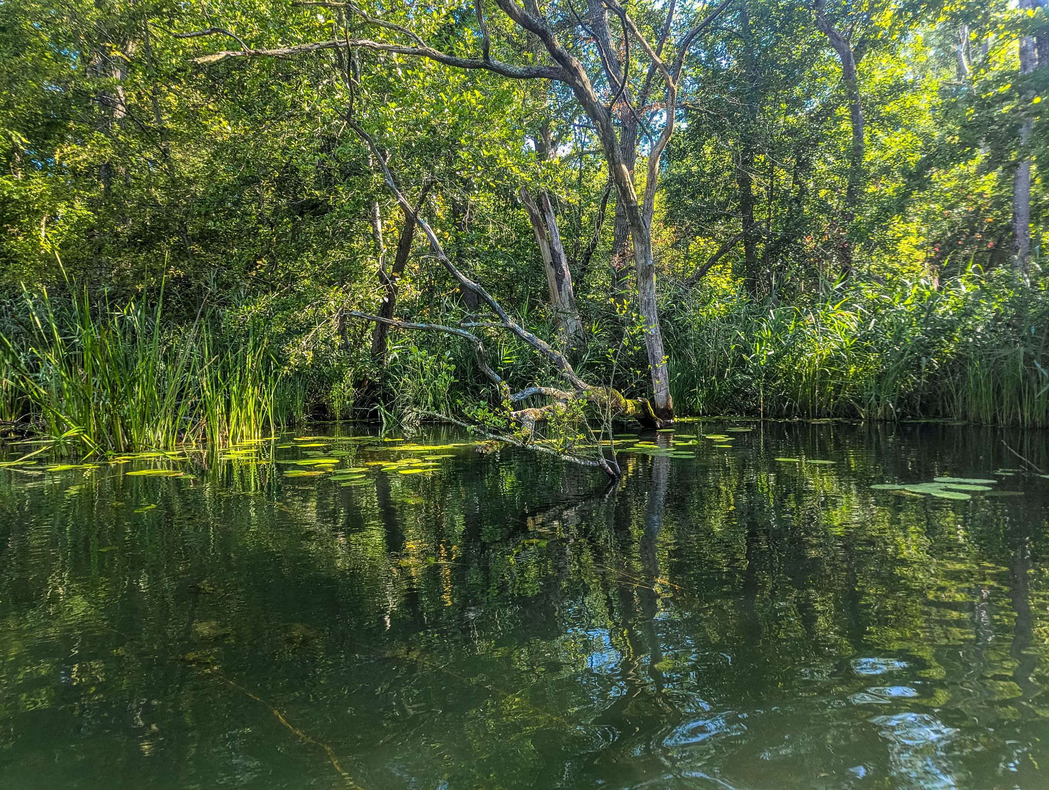 Kajaktour Leutstettner Moos 15.08.2024